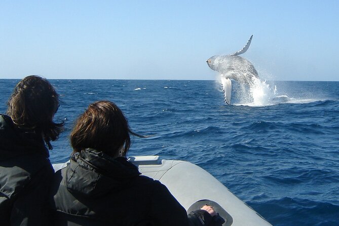 3-Hour Guided Whale and Dolphin Watching Experience in San Diego - Whales vs. Dolphins: Your Best Plan for Expectations