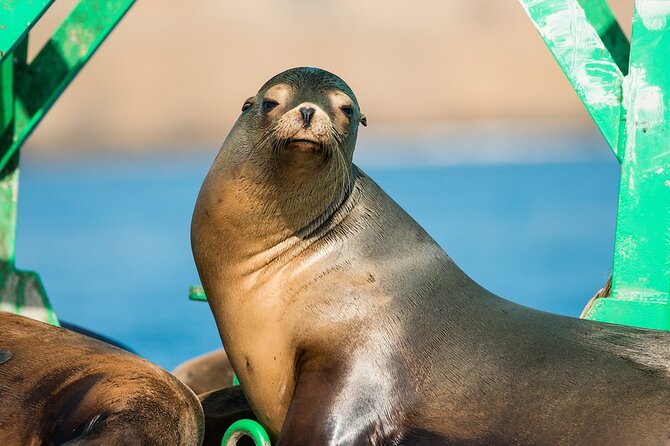 3-Hour Guided Whale and Dolphin Watching Experience in San Diego - Comfort and Safety: Life Jackets and a Thrill Ride