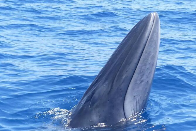 3-Hour Private Tour with Whale and Dolphin Watching - Reading the Coast: Cliffs of Los Gigantes, Teide, La Gomera, and Teno