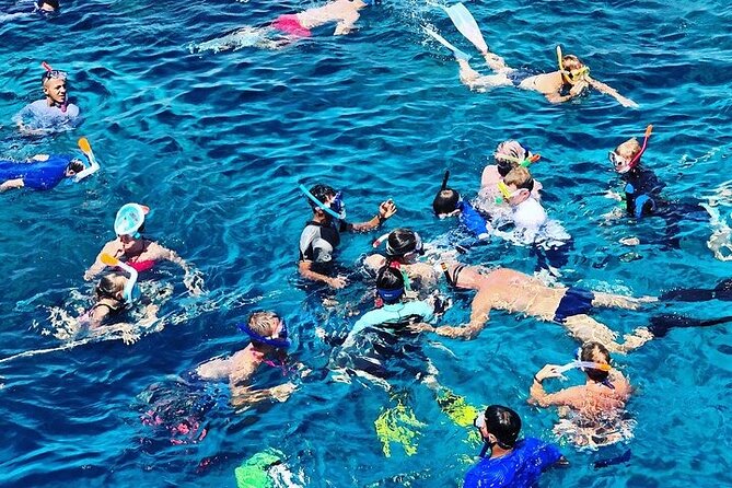 3 Hour Snorkeling and Dolphin Watching Experience in Muscat - Key highlights to know before you go