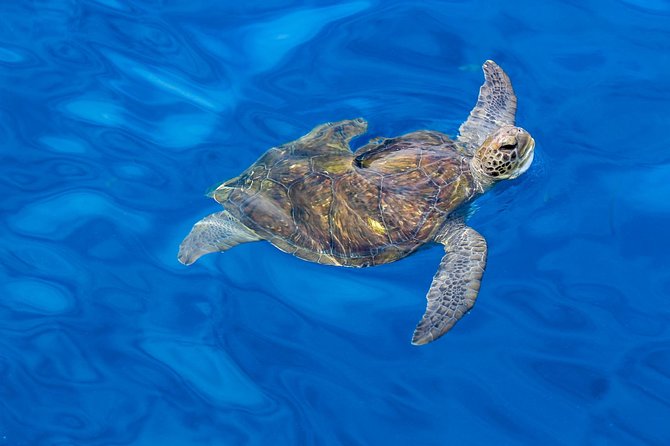 3 Hours All Inclusive Whale and Dolphin Whatching Yacht Trip - Swimming, Snorkeling, and Paddle Board Time