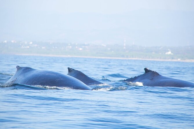 3-Hours Dolphin and Turtle Watching in Puerto Escondido - Key things to know before you go
