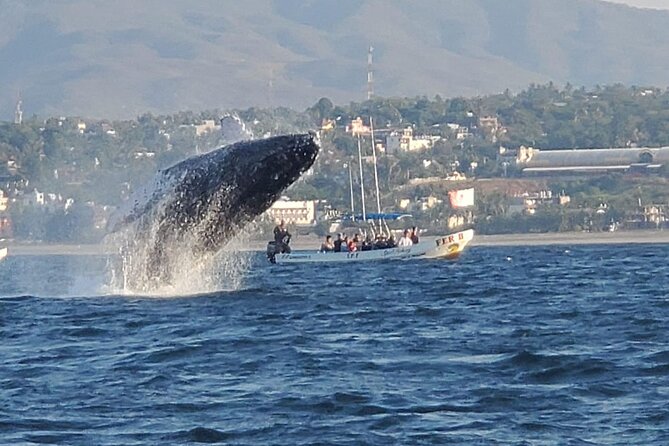 3-Hours Dolphin and Turtle Watching in Puerto Escondido - A 6:30 am marine safari from Puerto Escondido’s Playa Zicatela