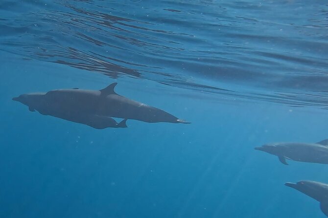 3-Hours Dolphin and Turtle Watching in Puerto Escondido - The boat ride: lifevests, open-air comfort, and wet-weather reality