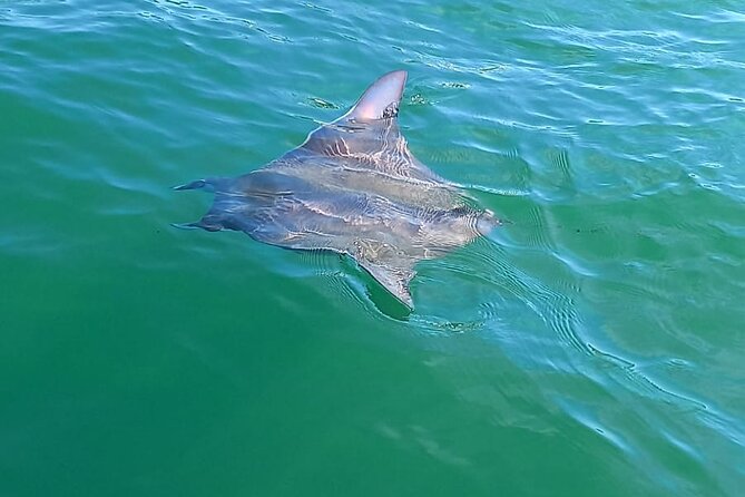 3-Hours Dolphin and Turtle Watching in Puerto Escondido - What’s included, what isn’t, and how that affects your planning