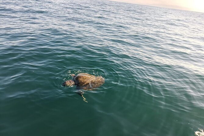 3-Hours Dolphin and Turtle Watching in Puerto Escondido - Price and value for a 3-hour Puerto Escondido morning