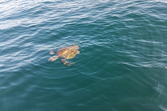 3-Hours Dolphin and Turtle Watching in Puerto Escondido - Weather and whale season: the two things that shape your odds