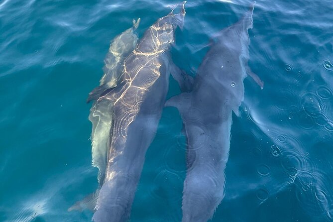 3-Hours Dolphin and Turtle Watching in Puerto Escondido - Who you’ll see: dolphins, sea turtles, and humpback whales in season