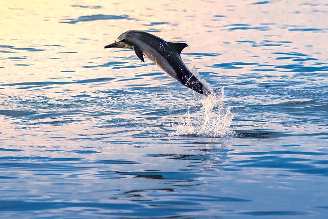 3-Hr Private Snorkeling and Dolphin Watching Tour at Muscat - Private boat time: why up to 12 makes a difference