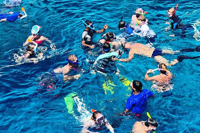 3-Hr Private Snorkeling and Dolphin Watching Tour at Muscat - Price and value: $549 per group (up to 12)