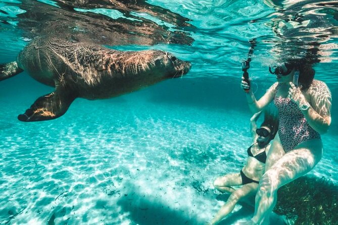 3 Island Wildlife Snorkel - Key things to know before you go
