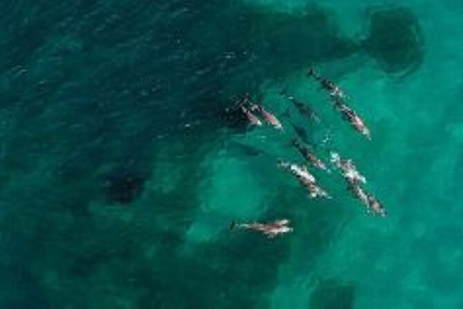 3 Island Wildlife Snorkel - Shoalwater Islands Marine Park: What you’re really paying for