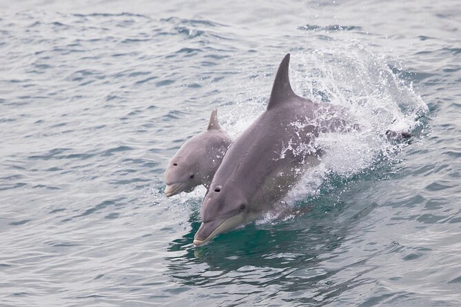 3 Island Wildlife Snorkel - Complementary photos: how to benefit without slowing down