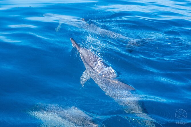 3h dolphin and snorkeling tour in a wild lagoon with Mobydick - Key things to know before you go