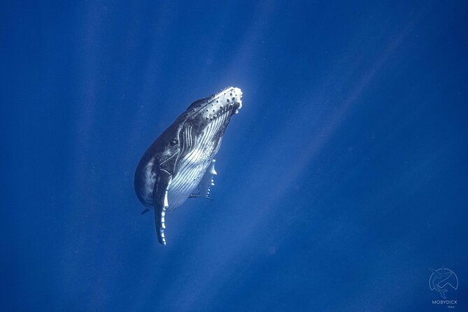 3h dolphin and snorkeling tour in a wild lagoon with Mobydick - What you can realistically spot: turtles, fish, rays, and coral