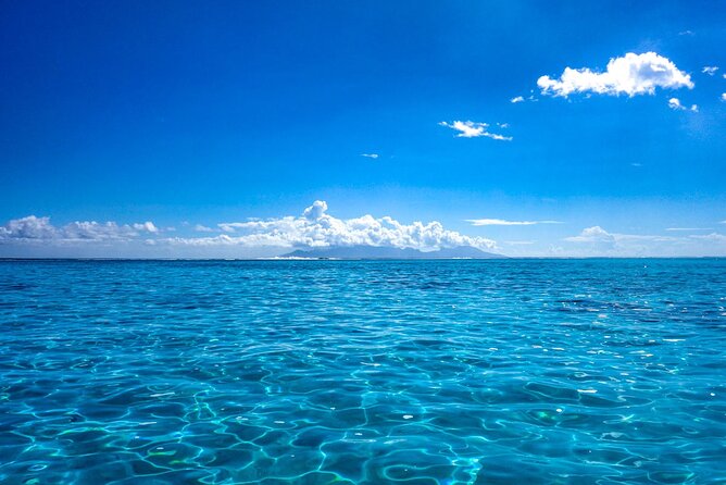 3h dolphin and snorkeling tour in a wild lagoon with Mobydick - Price and value: is $144.54 a fair deal?