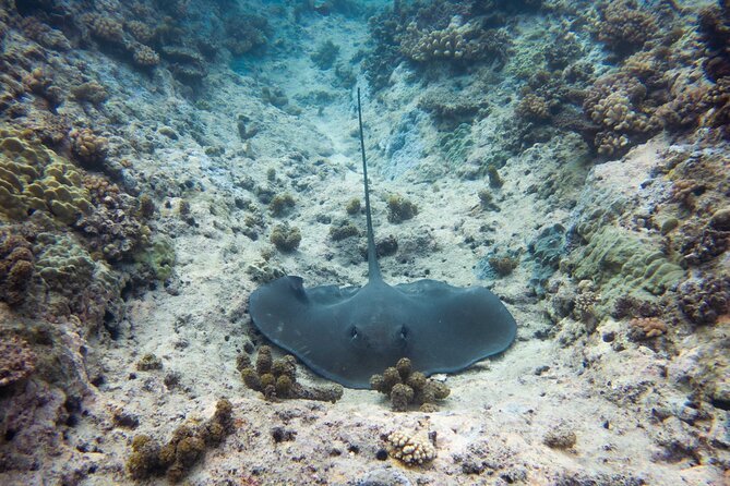 3h dolphin and snorkeling tour in a wild lagoon with Mobydick - Mara’a Lagoon pools: the snorkeling part that makes this tour