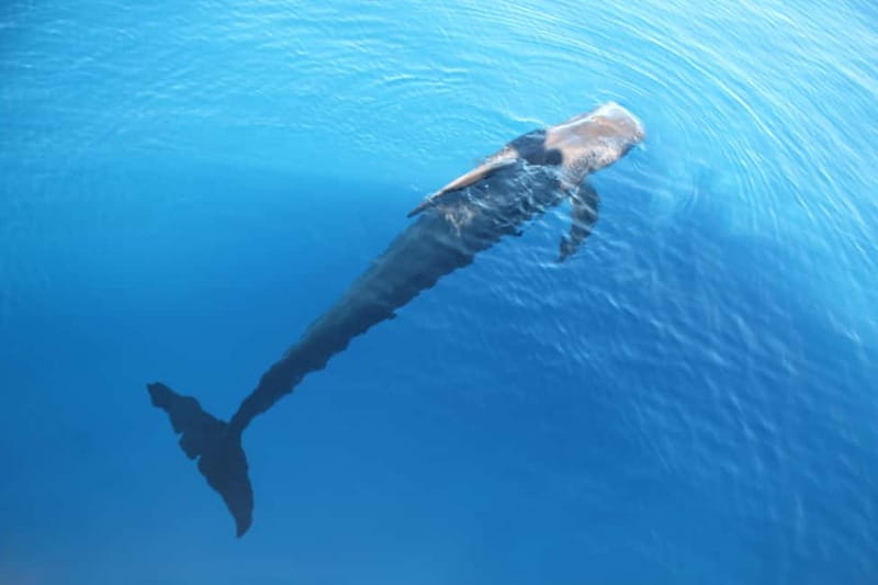3H Shared Barrier-Free Cruise with Turtles Dolphins & Whales - Accessibility here is built into the trip, not added on at the end