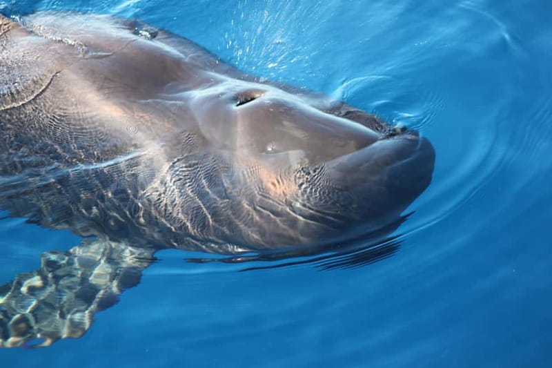 3H Shared Barrier-Free Cruise with Turtles Dolphins & Whales - A Tenerife sea day on Santa Rita, not a standard sightseeing boat