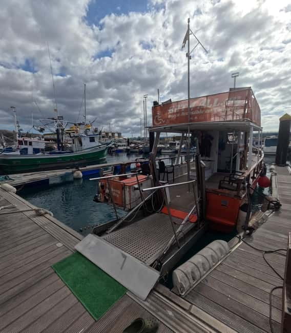 3H Shared Barrier-Free Cruise with Turtles Dolphins & Whales - The 3-hour plan: Los Cristianos, then coastline wildlife search
