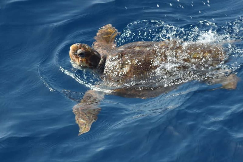 3H Shared Barrier-Free Cruise with Turtles Dolphins & Whales - Food, drinks, and why the small-group setup changes the tone