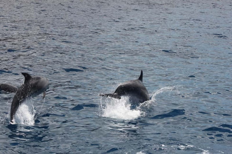 3H Shared Barrier-Free Cruise with Turtles Dolphins & Whales - Getting on board at BAT4ALL Barco Accesible Tenerife