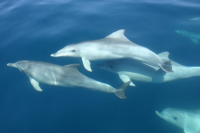 3hours all inclusive Sunset&Dolphin Tour from Medulin on Sandra - Porer Lighthouse and Sunset: The Visual Payoff You Can Count On
