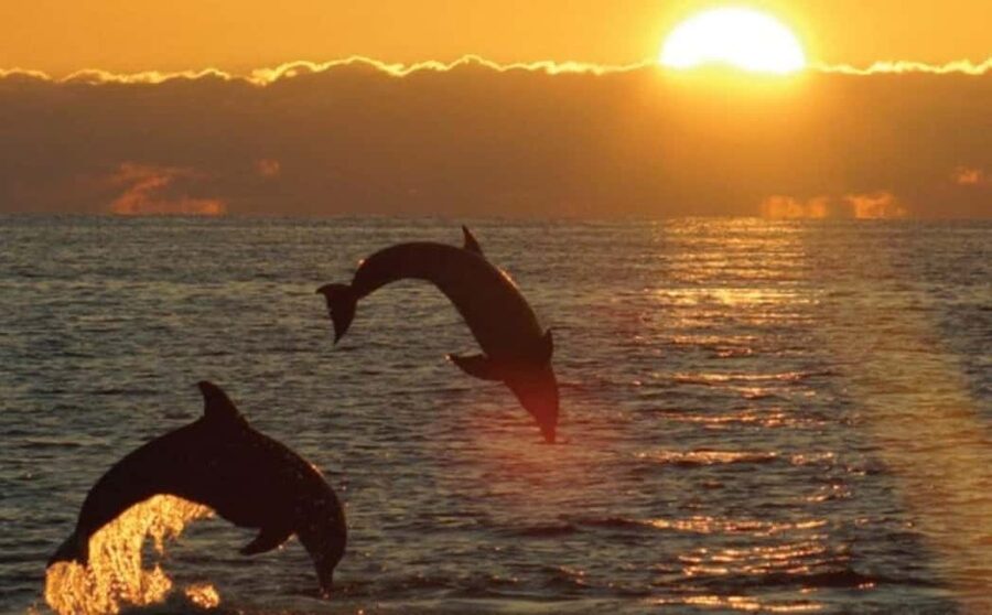 3hours Dolphin Sunset watching with unlimited drinks +dinner - Why this cruise feels more than a normal sunset sail
