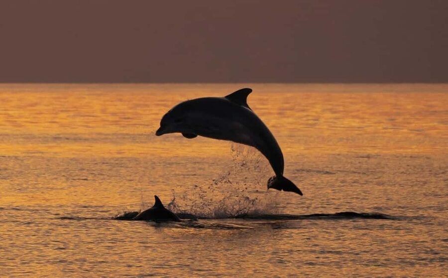 3hours Dolphin Sunset watching with unlimited drinks +dinner - Cape Kamenjak cruising: the nature park views you actually came for