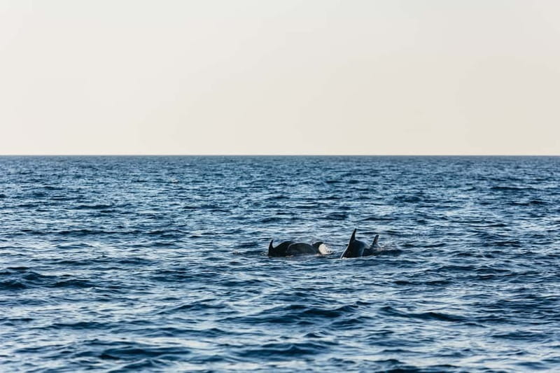 3hours Dolphin Sunset watching with unlimited drinks +dinner - Dolphins at sunset: how the 70% chance plays out