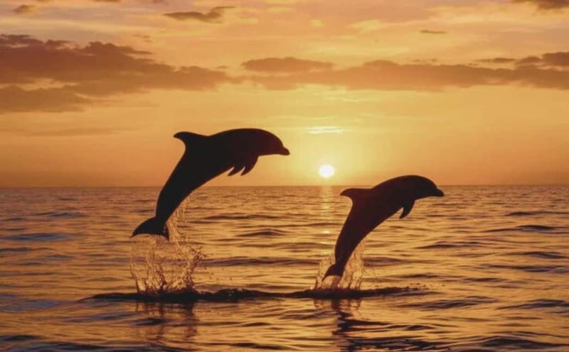 3hours Dolphin Sunset watching with unlimited drinks +dinner - Stop-by-stop flow: how the 3 hours tend to feel