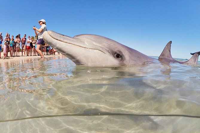 4-Day Monkey Mia Dolphins Pink Lake Pinnacles Comfort-Level Tour - Key highlights to watch for