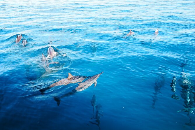 4 Hour Big Island Dolphin Watch Boat Tour, Snorkeling & BBQ Lunch - Key things to know before you go