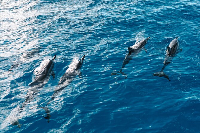 4 Hour Big Island Dolphin Watch Boat Tour, Snorkeling & BBQ Lunch - Wildlife spotting plan: dolphins, manta rays, and more