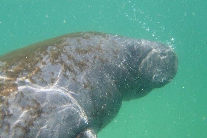 4 Hour Egmont Key Island Tour With Dolphins & Snorkeling Included - Quick hits before you go