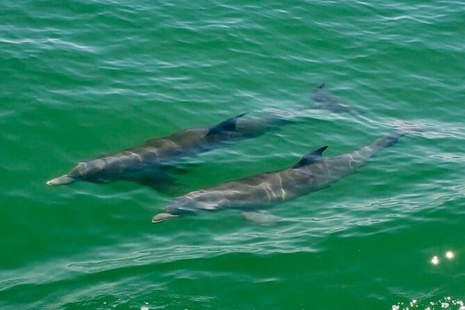 4 Hour Egmont Key Island Tour With Dolphins & Snorkeling Included - Dolphins and wildlife spotting: how the captain makes the difference