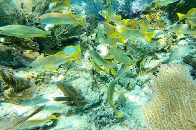 4 Hour Egmont Key Island Tour With Dolphins & Snorkeling Included - Weather, water temps, and group dynamics: the practical reality check