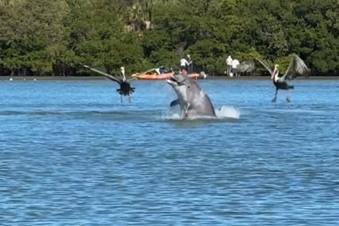 4-Hour Mangrove Island and Dolphin Watch Sandbar in Fort Pierce - Key things I’d circle before you book