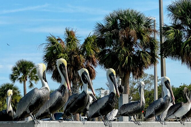 4-Hour Mangrove Island and Dolphin Watch Sandbar in Fort Pierce - Why this Fort Pierce mangrove route feels different than “just kayaking”