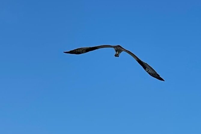 4-Hour Mangrove Island and Dolphin Watch Sandbar in Fort Pierce - Navy Seal Museum stop: a quick local-history anchor