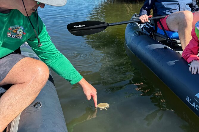 4-Hour Mangrove Island and Dolphin Watch Sandbar in Fort Pierce - Mangrove island paddling: up close with roots, birds, and small sea life