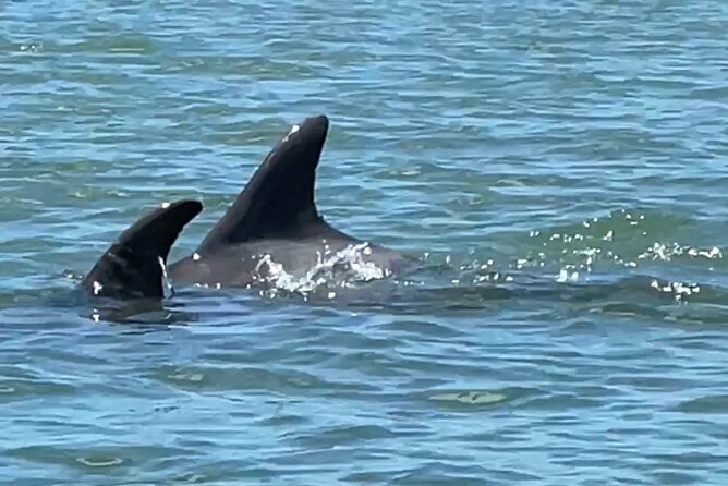 4-Hour Mangrove Island and Dolphin Watch Sandbar in Fort Pierce - Premium equipment details that make a real difference