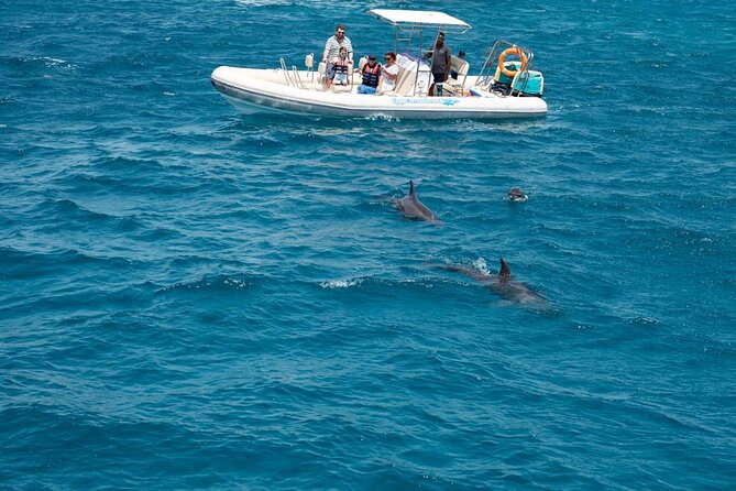4-Hour Private Speedboat to See Dolphins from Hurghada - Key highlights you’ll care about
