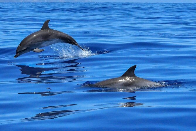 4-Hour Private Speedboat to See Dolphins from Hurghada - Pickup to Reef: How the 4-hour plan actually feels