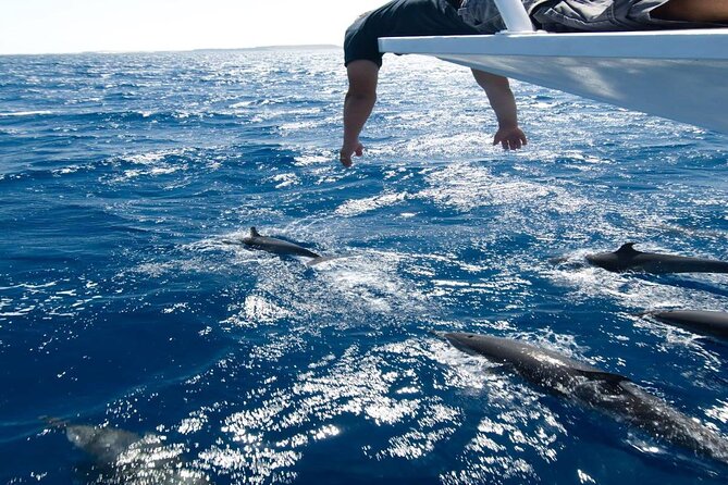 4-Hour Private Speedboat to See Dolphins from Hurghada - Abu Minqar Island shipwreck: a strong ending