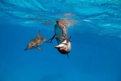 4-Hour Private Speedboat to See Dolphins from Hurghada - Dolphin House and El Fanadir: the snorkeling target zones