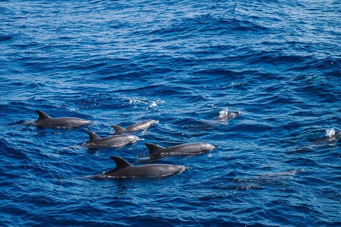 4-Hour Private Speedboat to See Dolphins from Hurghada - Safety and comfort: what’s included that actually matters