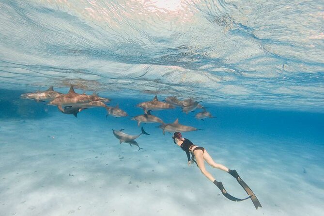 4-Hour Private Speedboat to See Dolphins from Hurghada - Price and value: what $17.42 really buys you