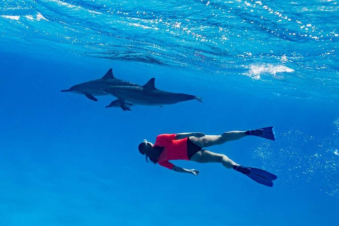 4-Hour Private Speedboat to See Dolphins from Hurghada - Practical timing tips for your day in Hurghada