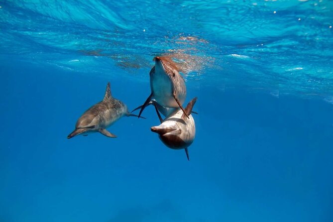 4-Hour Private Speedboat to See Dolphins from Hurghada - Dolphin House and El Fanadir: the snorkeling target zones